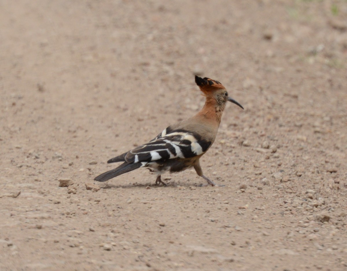 Eurasian Hoopoe - ML372401611