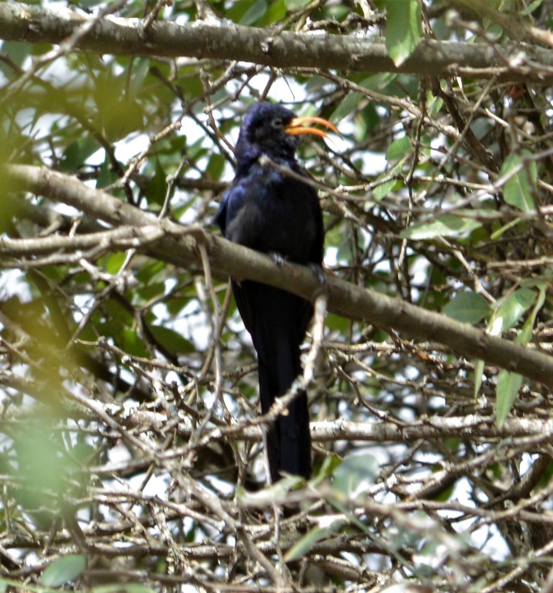 Abyssinian Scimitarbill - ML372401661