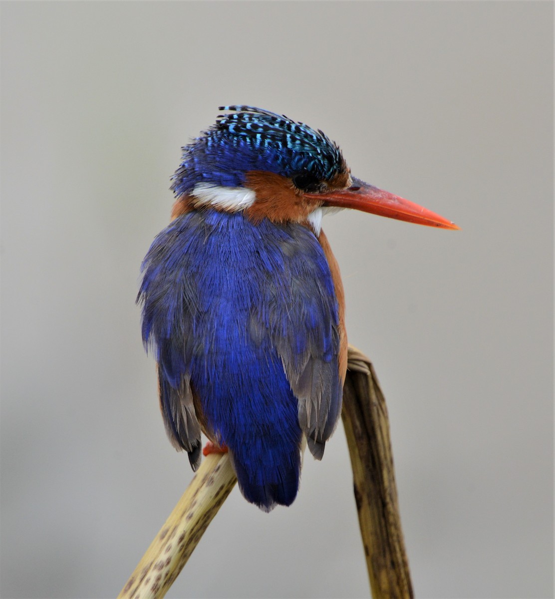 Malachite Kingfisher - ML372401701