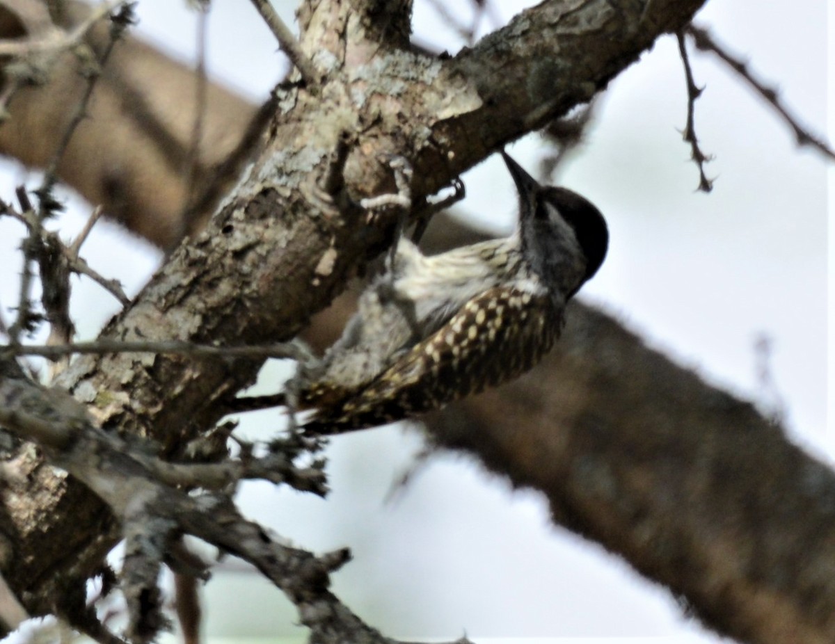 Cardinal Woodpecker - Bertina K