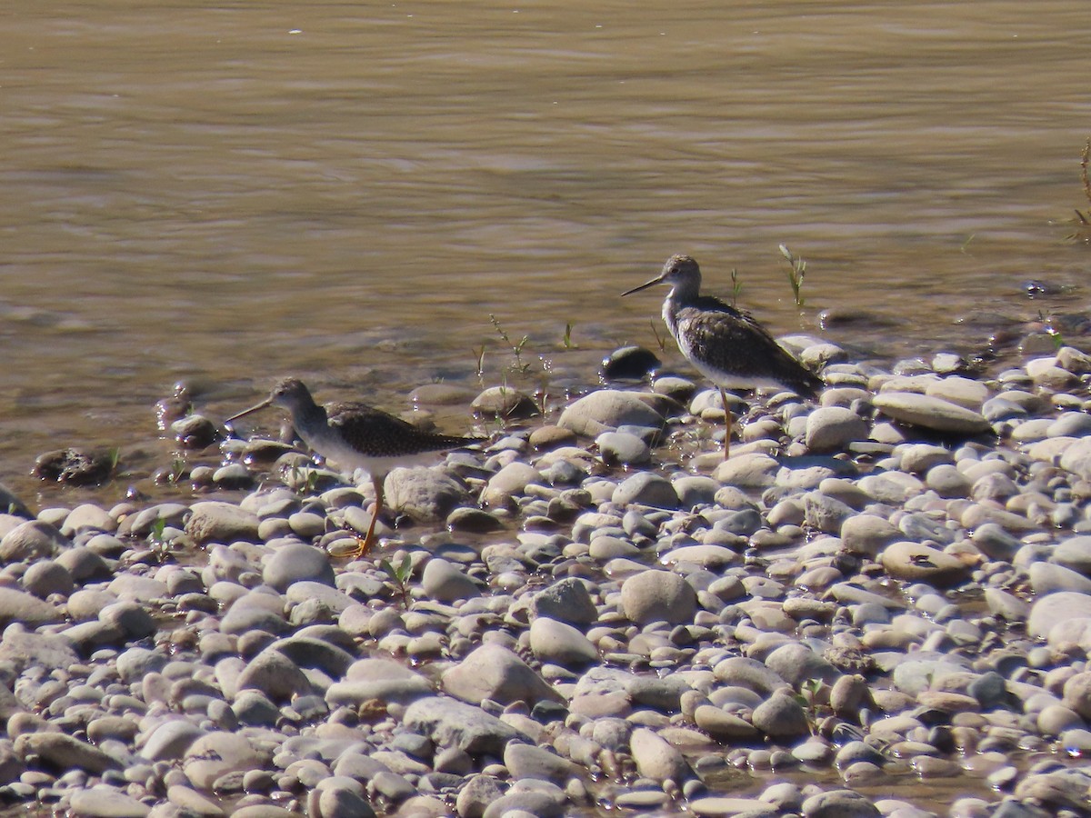 Lesser Yellowlegs - ML372401751