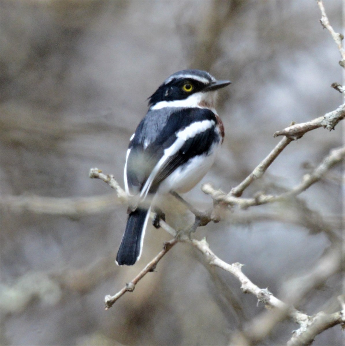 Chinspot Batis - ML372401761