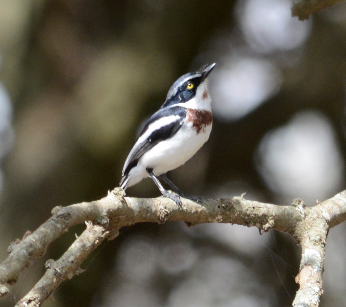 Chinspot Batis - Bertina K