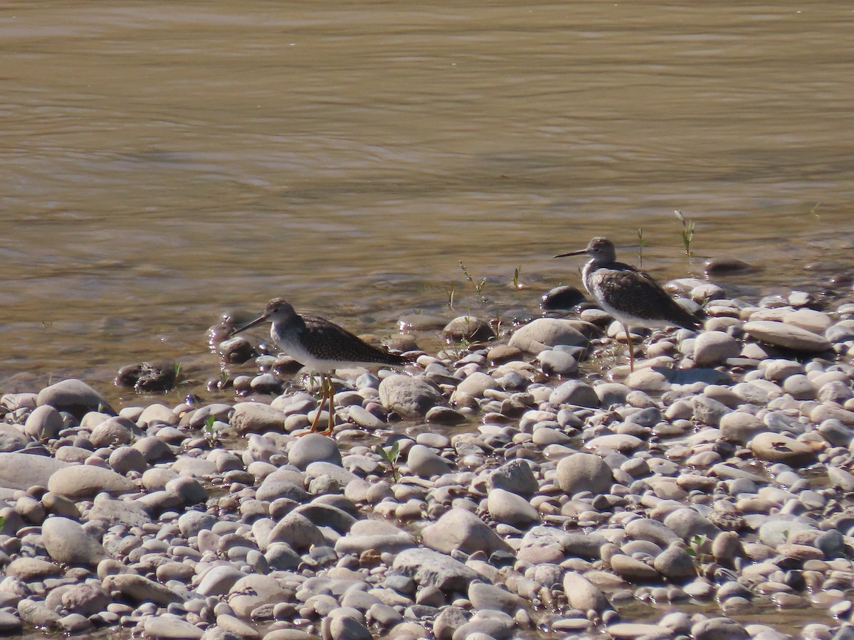 Lesser Yellowlegs - ML372401851