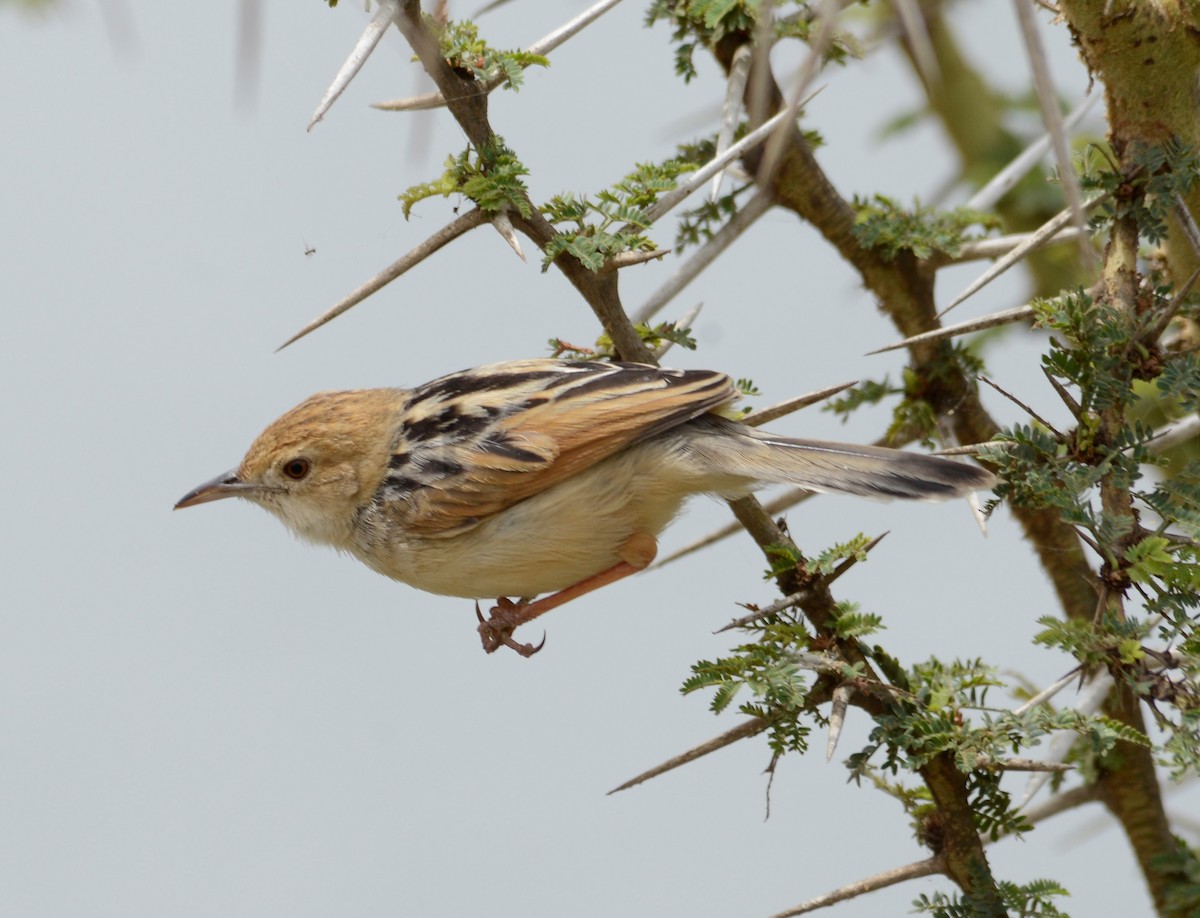 Winding Cisticola - Bertina K