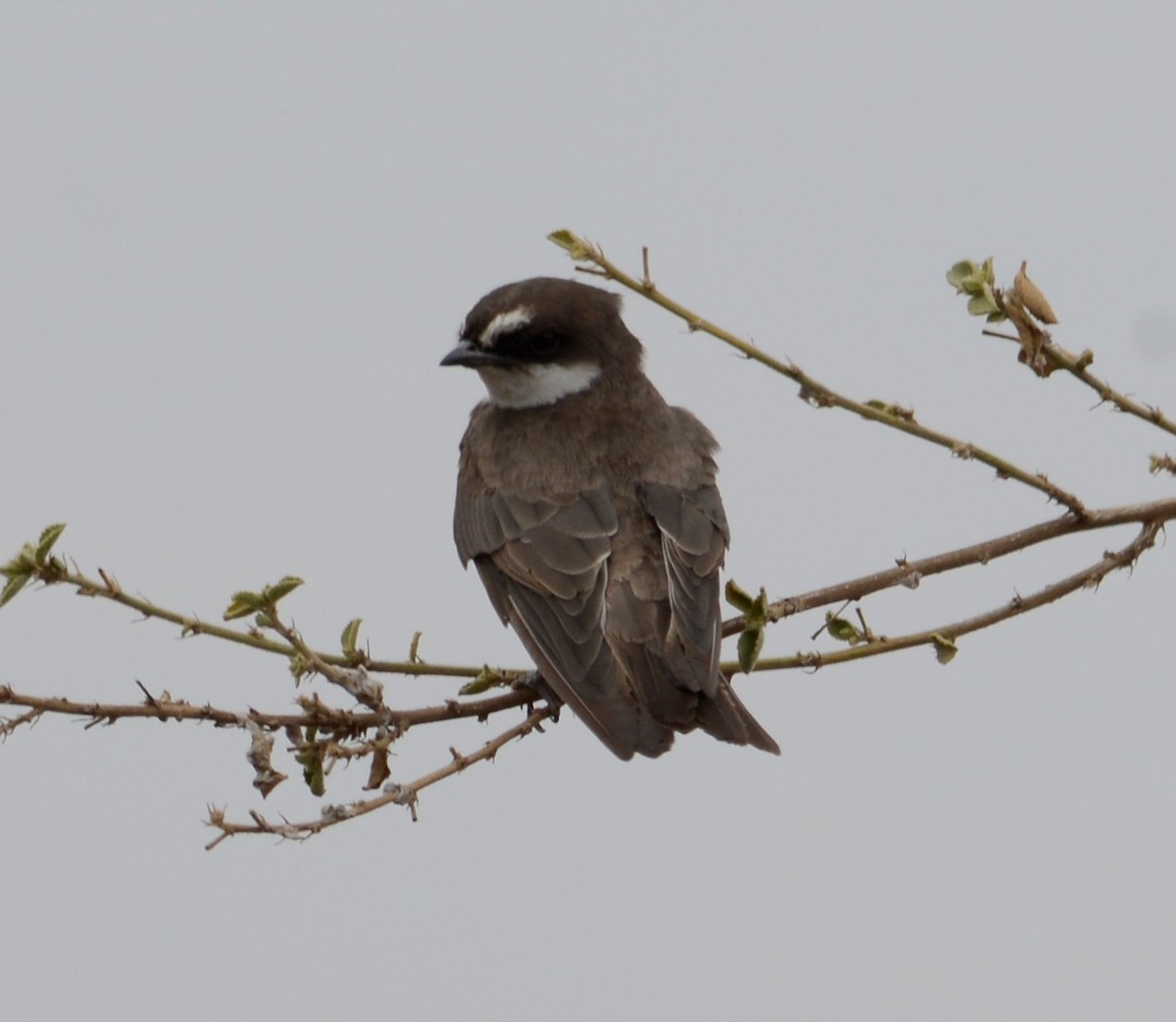 Banded Martin - ML372402001