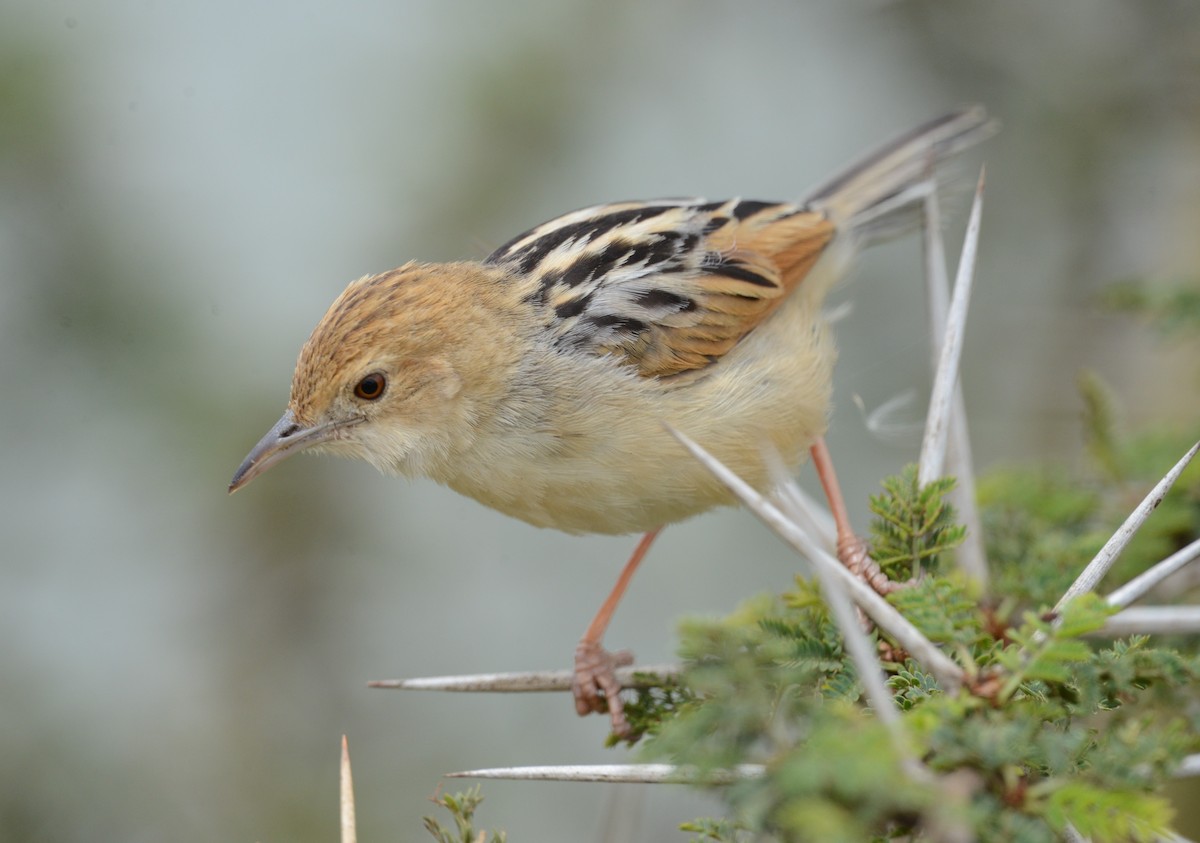 Winding Cisticola - Bertina K