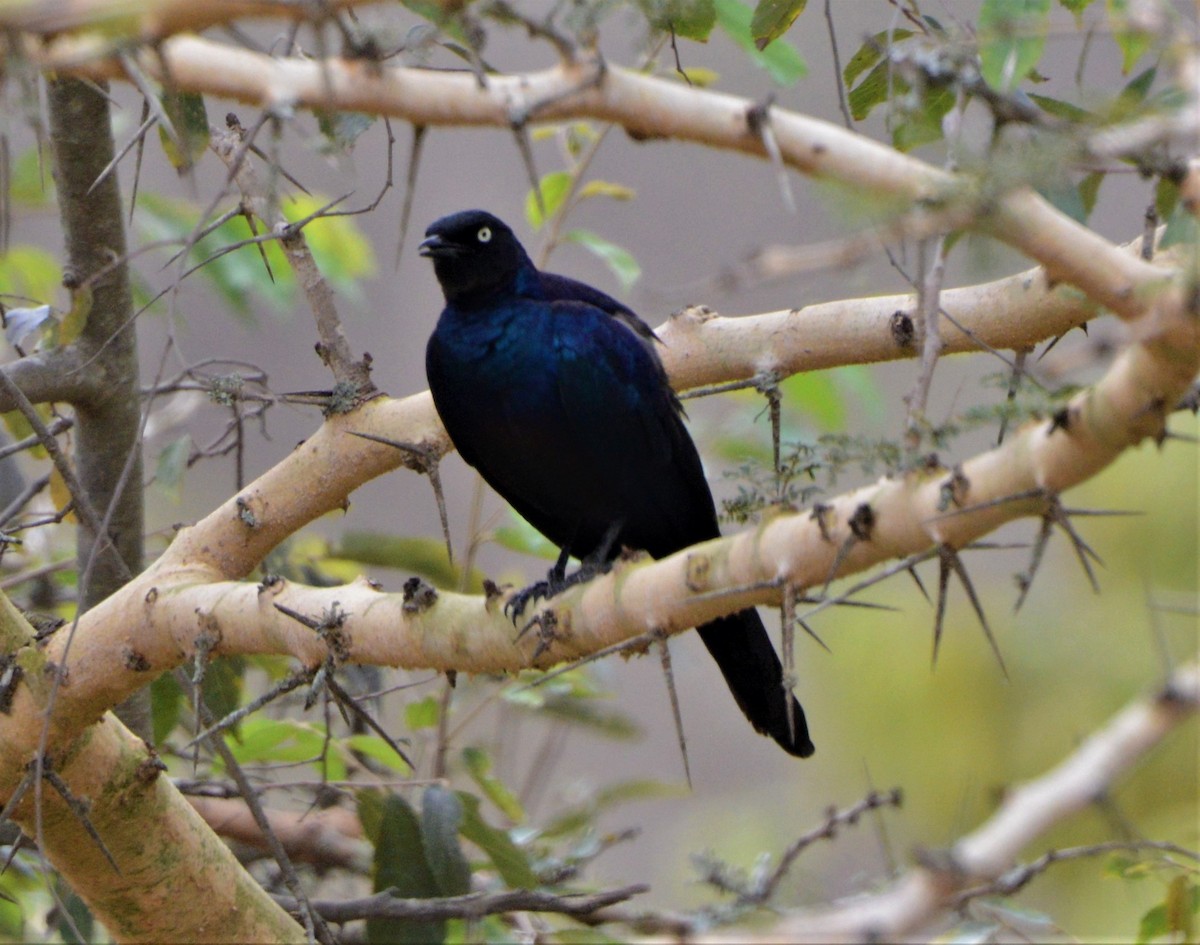 Rüppell's Starling - ML372402261