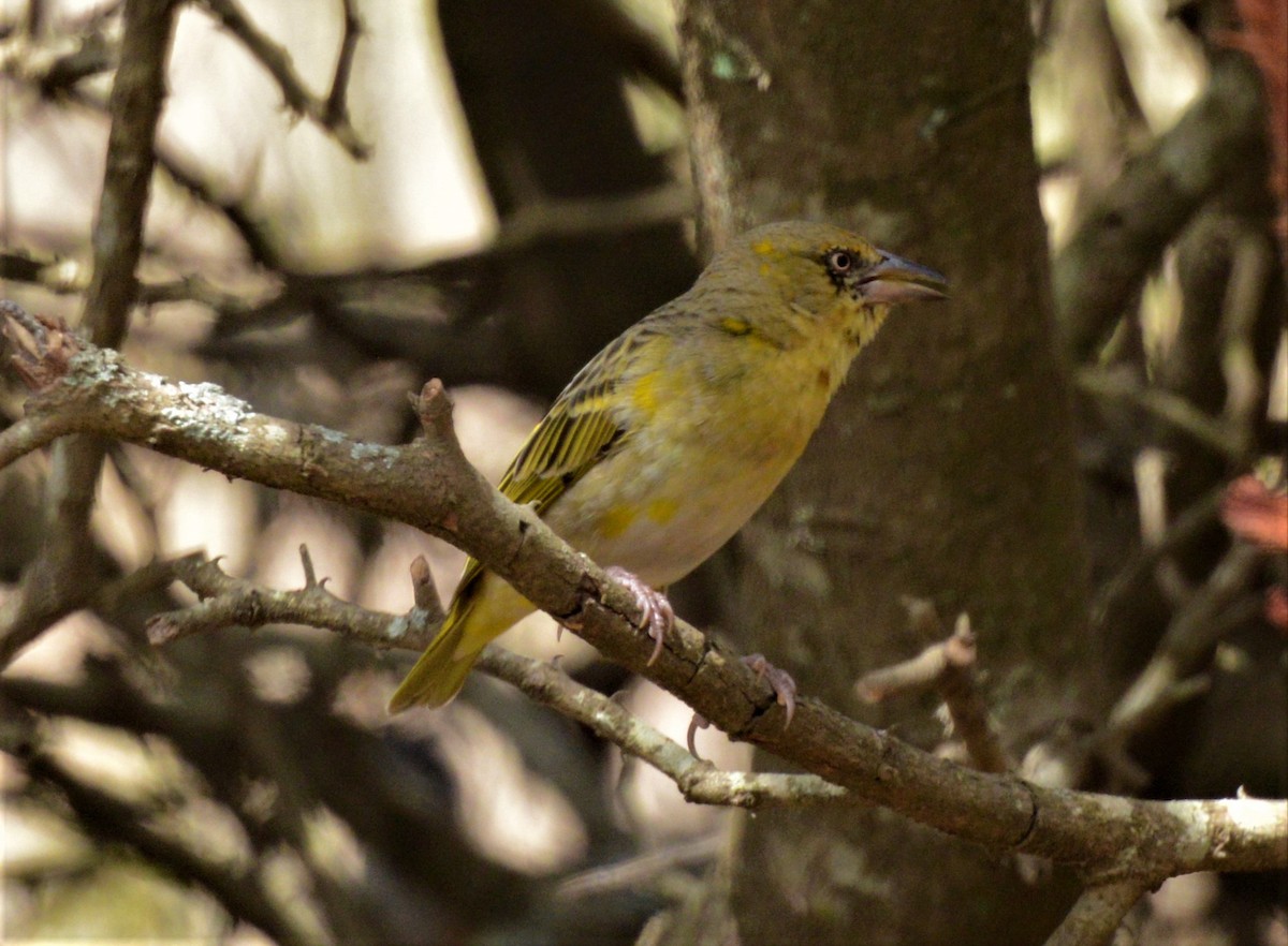 Lesser Masked-Weaver - Bertina K