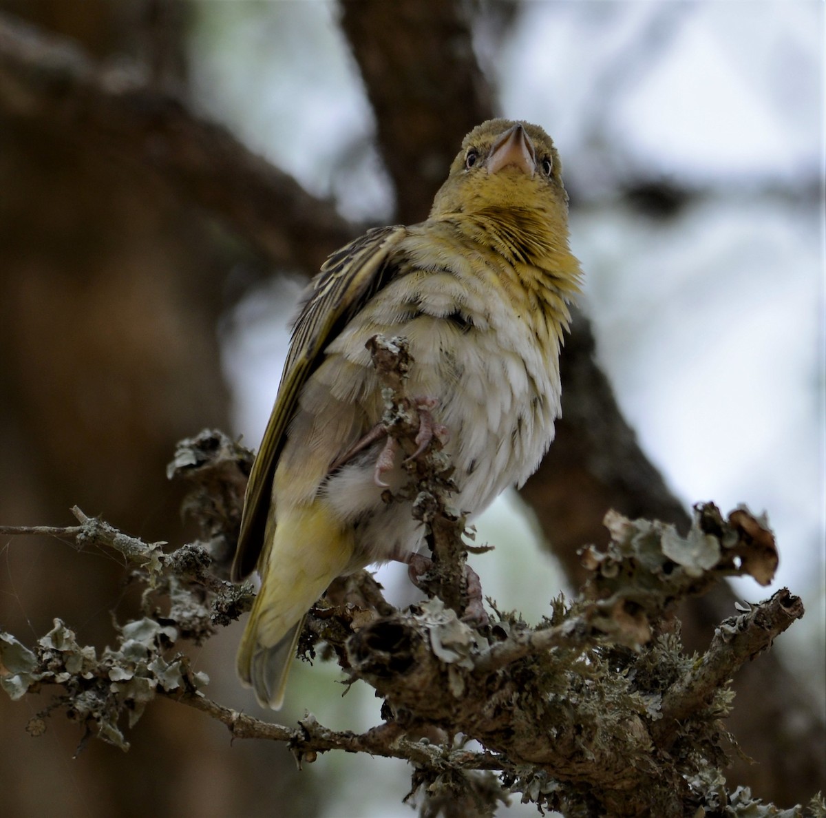 Lesser Masked-Weaver - Bertina K