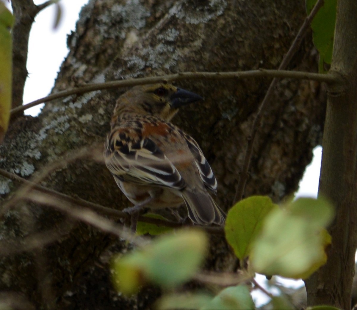 Chestnut Weaver - Bertina K