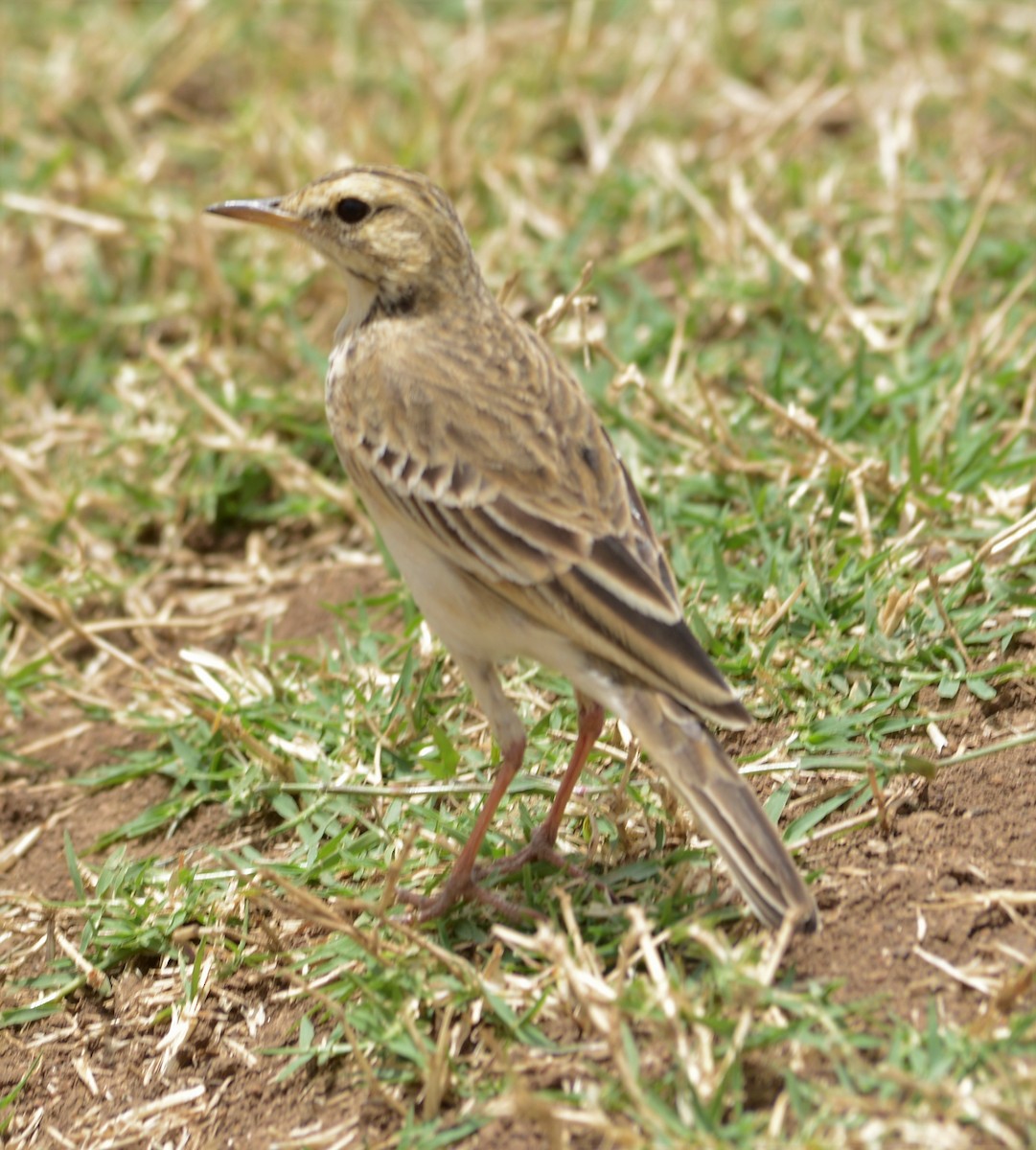 アフリカマミジロタヒバリ - ML372402611