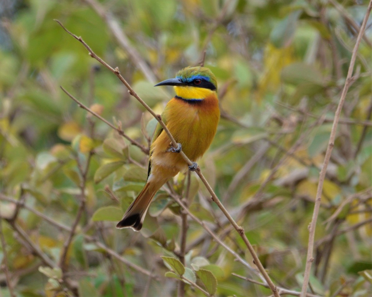 Little Bee-eater - ML372402731