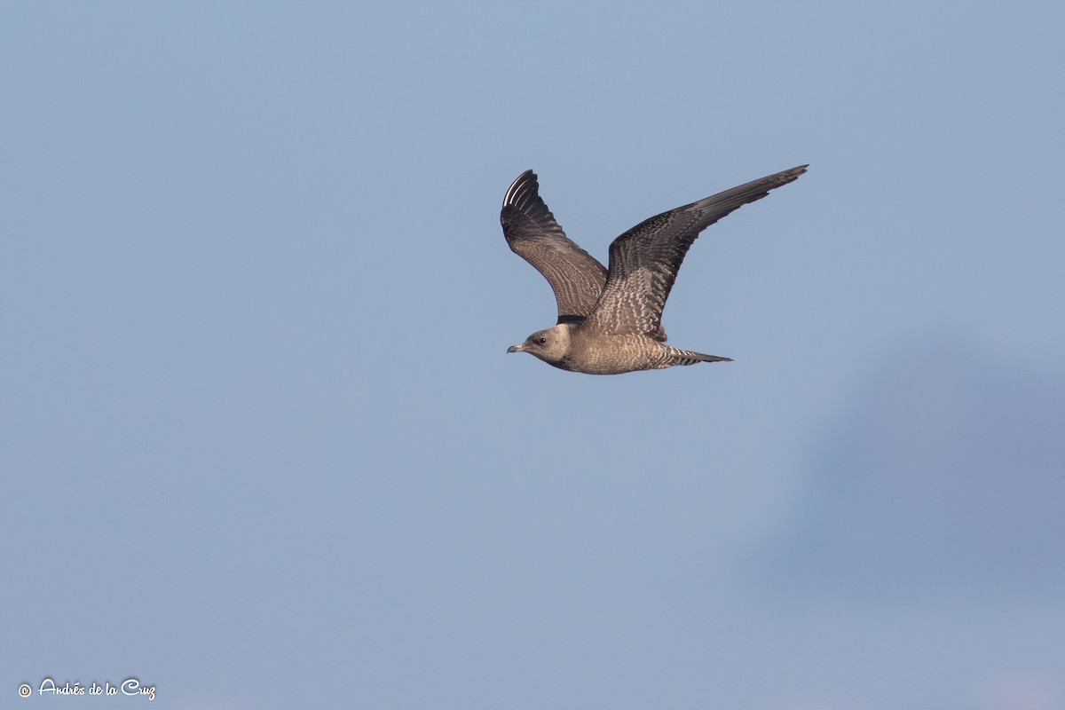 Long-tailed Jaeger - ML372403781