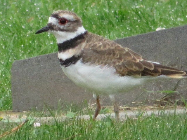 Killdeer - ML372403811