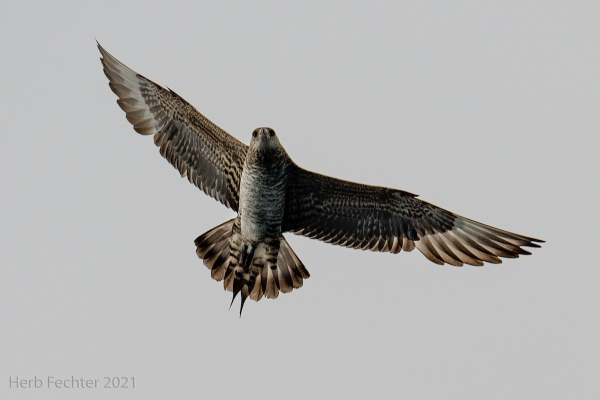 Parasitic Jaeger - Herbert Fechter