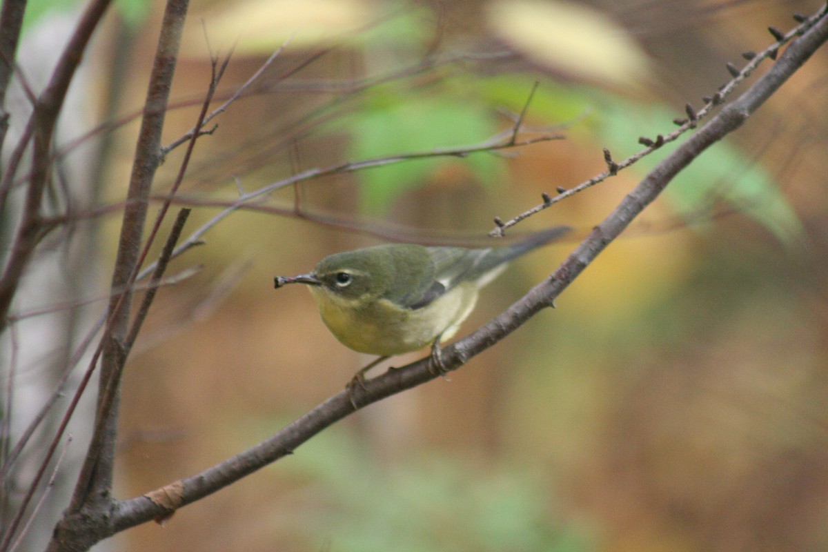 Black-throated Blue Warbler - Robert Anctil