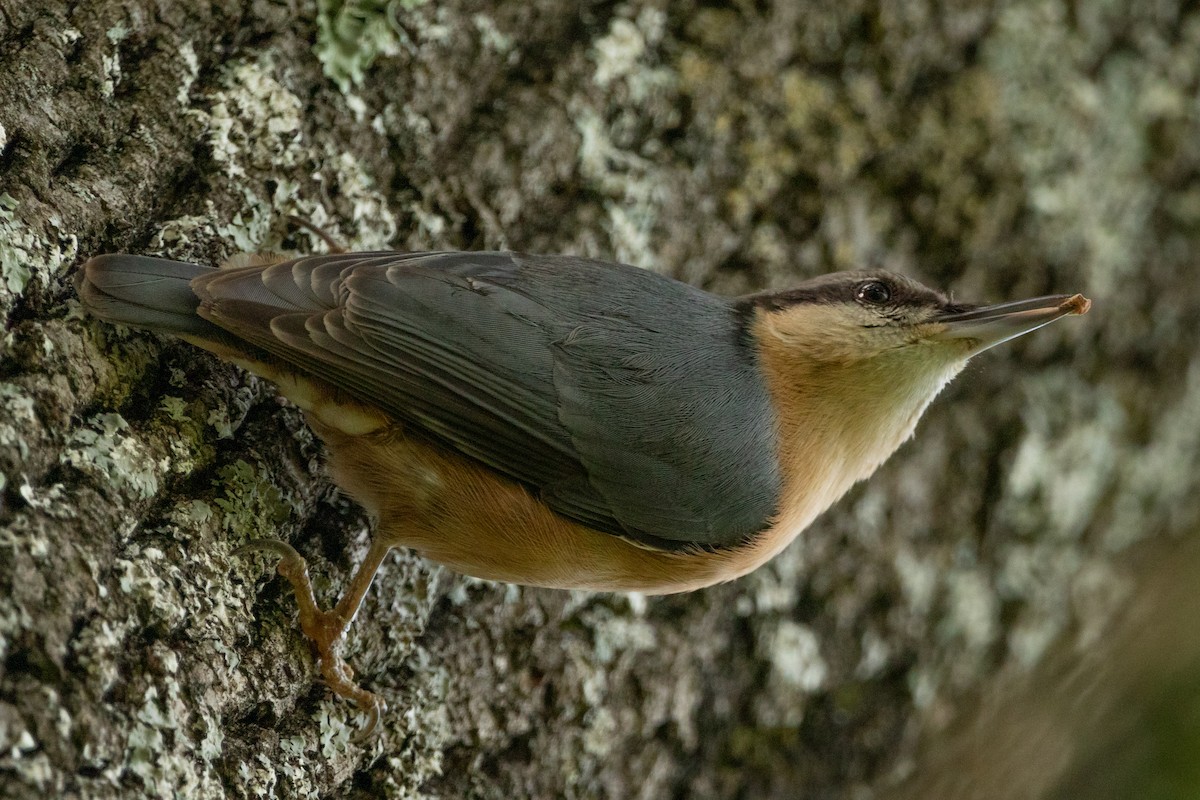 Eurasian Nuthatch - ML372409181