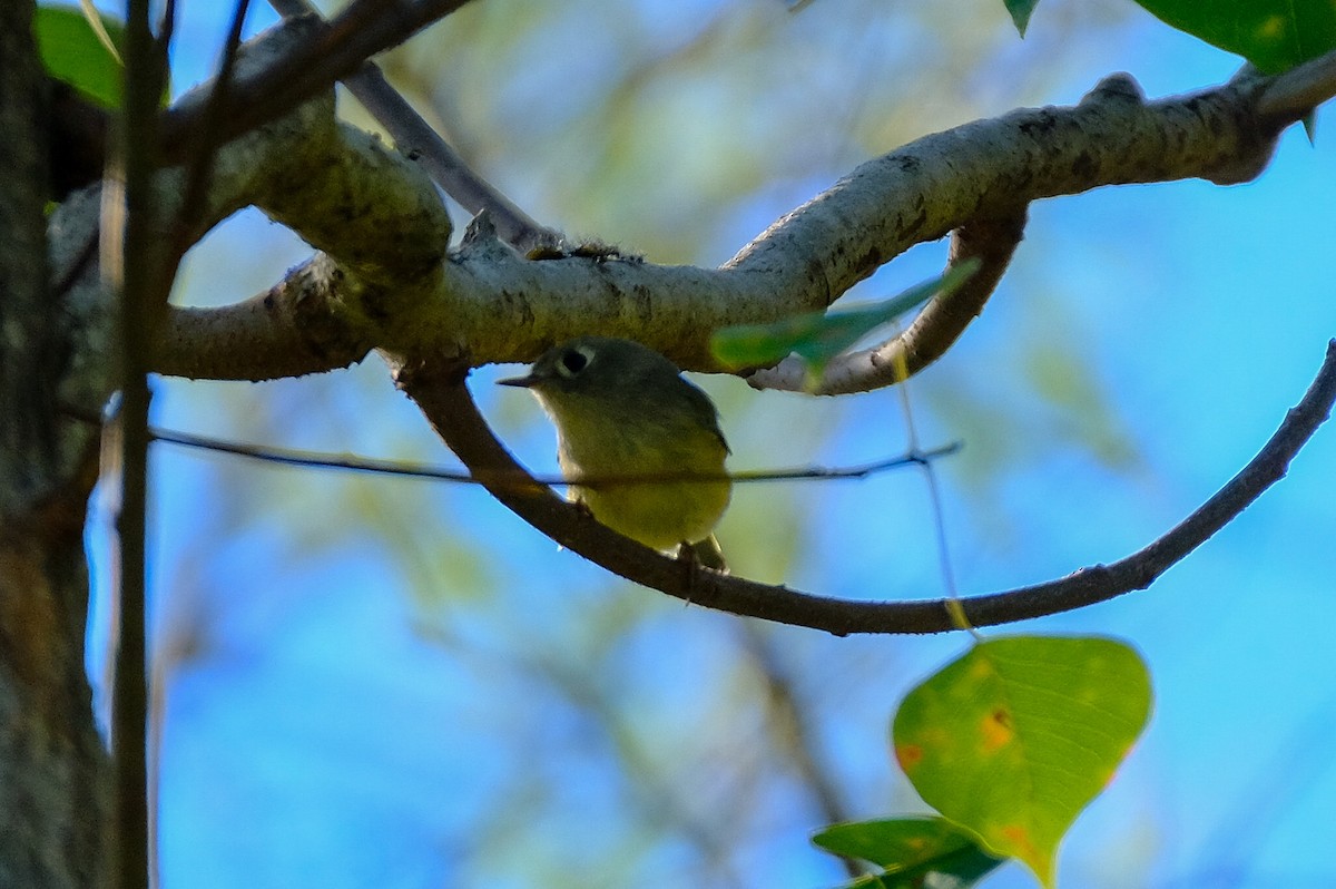 Ruby-crowned Kinglet - ML372410961