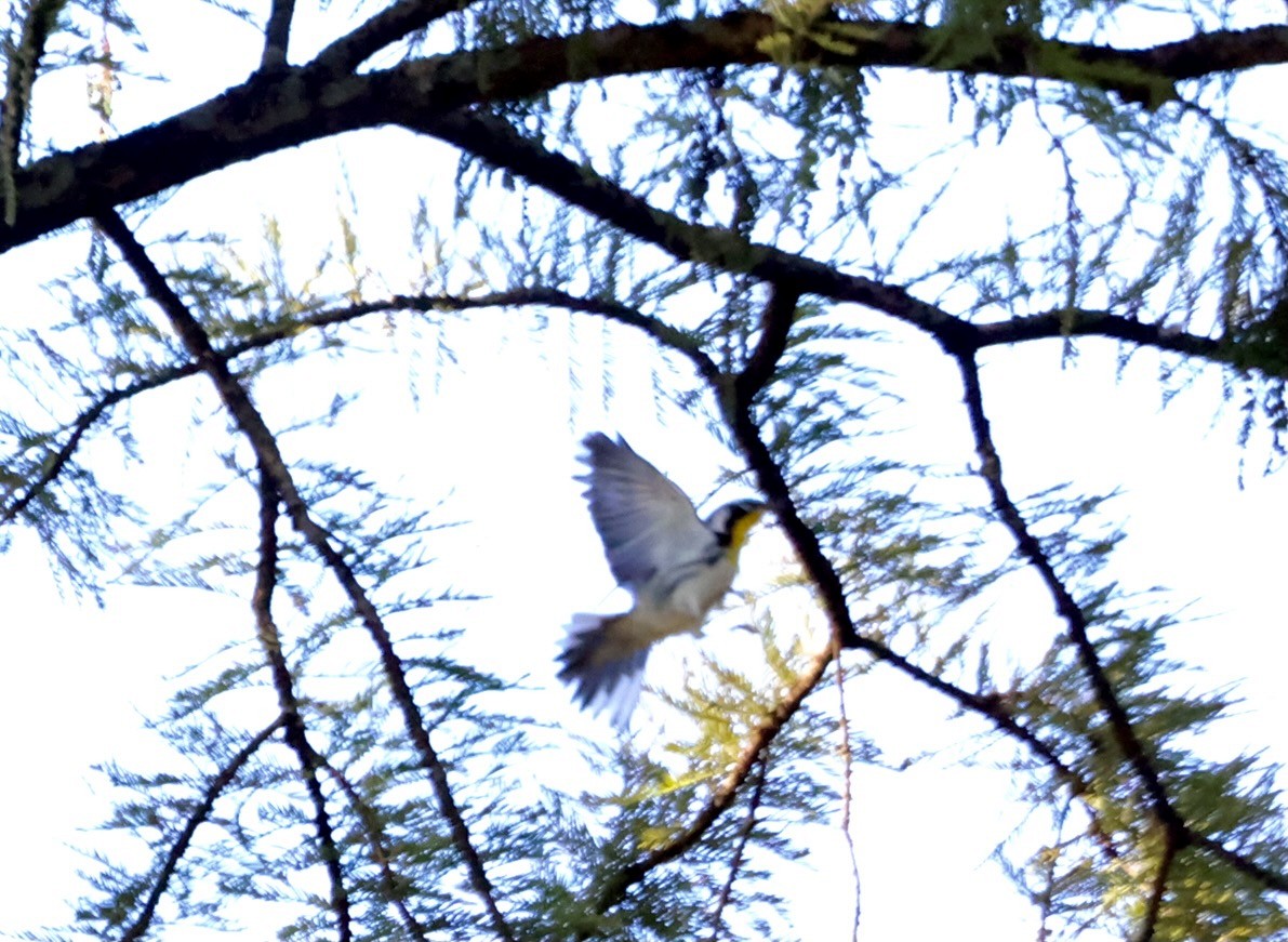 Yellow-throated Warbler - ML372411661