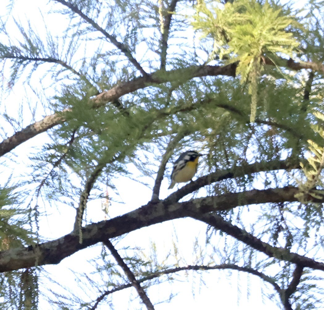 Yellow-throated Warbler - ML372411771