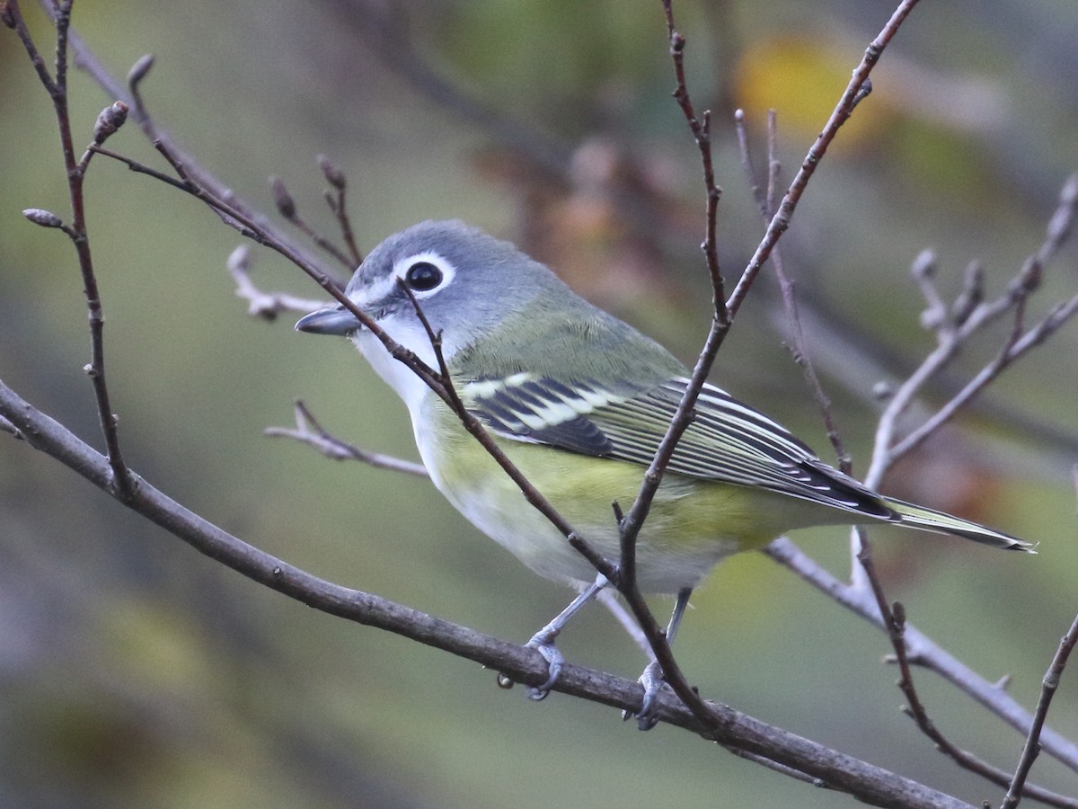 Blue-headed Vireo - Myles McNally