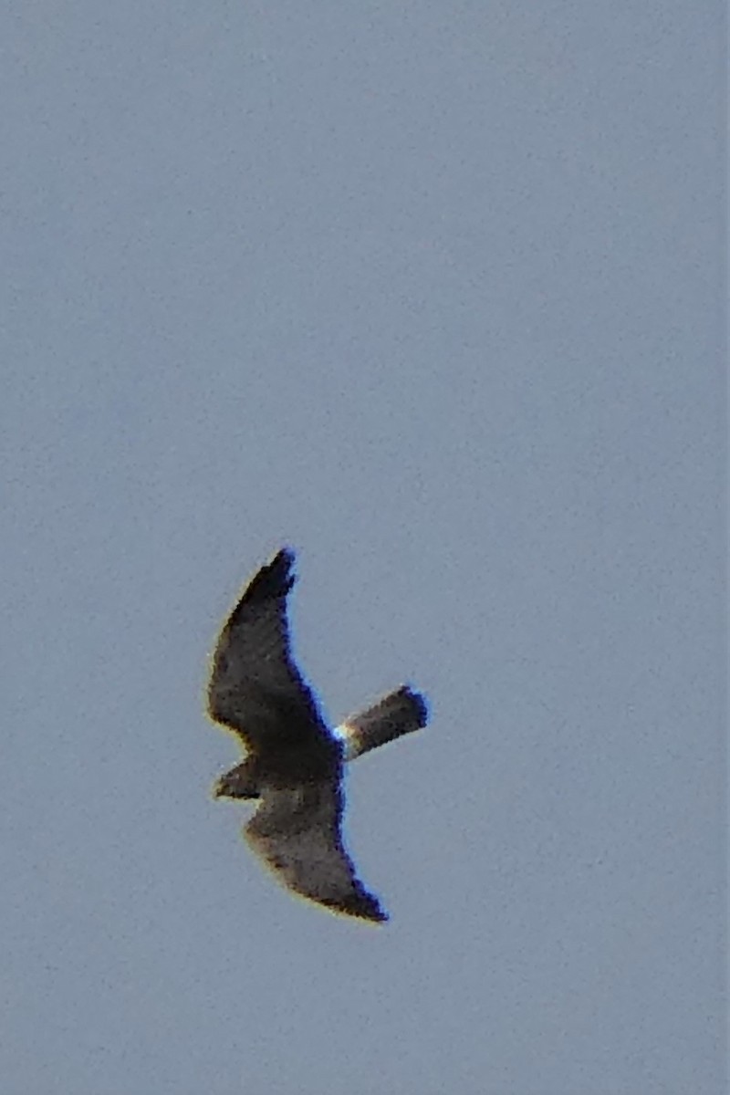 Northern Harrier - ML372412791