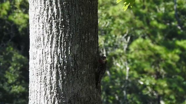 Red-bellied Woodpecker - ML372413521