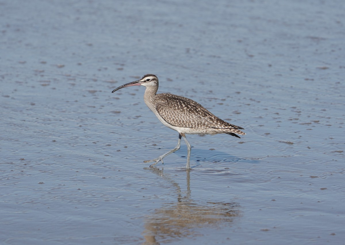 Whimbrel - Glenn Walbek