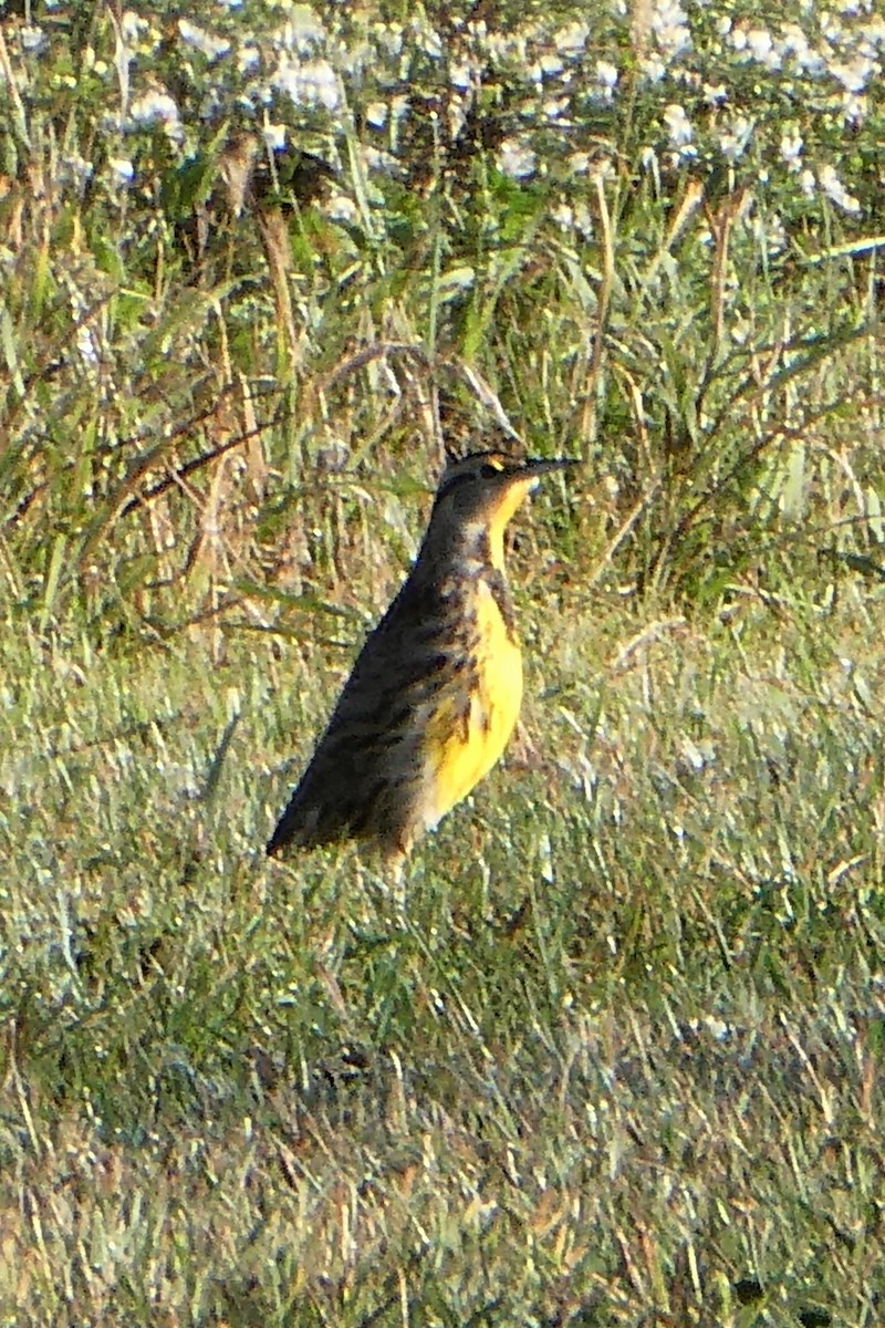 Eastern Meadowlark - ML372413741