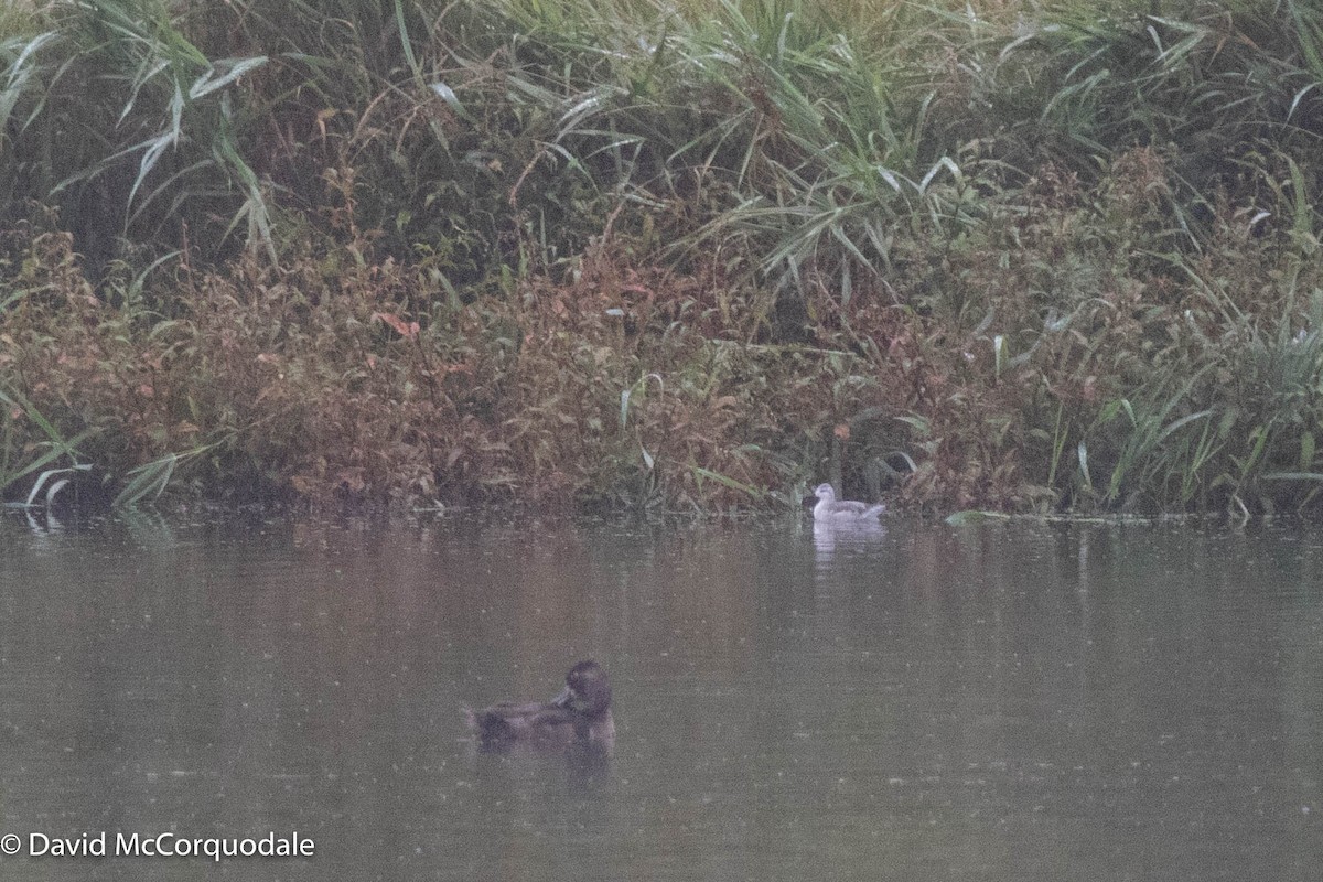 Wilson's Phalarope - ML372413911