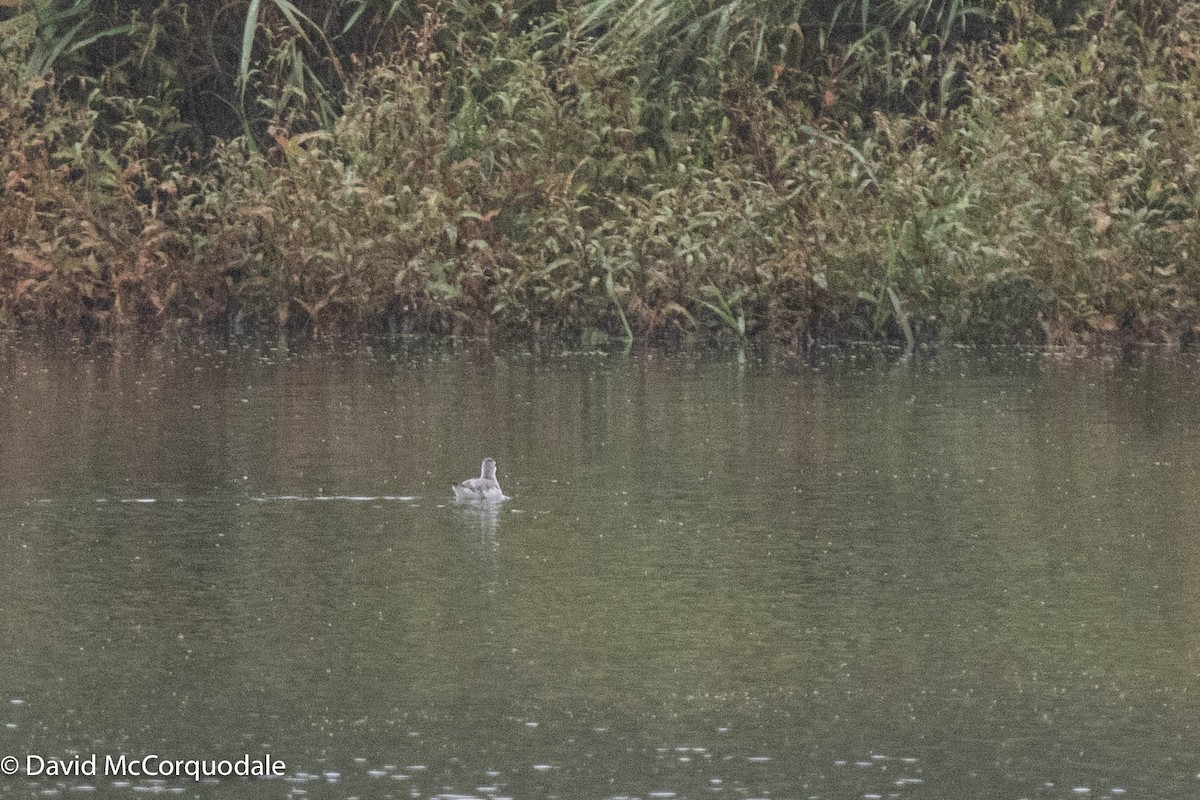 Wilson's Phalarope - David McCorquodale