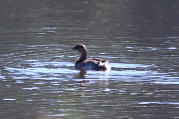 Pied-billed Grebe - Greg Page