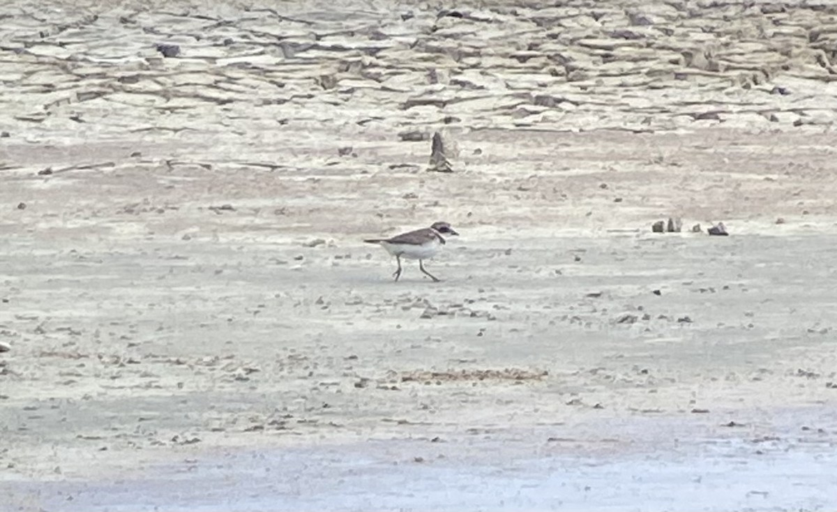 Semipalmated Plover - ML372416701