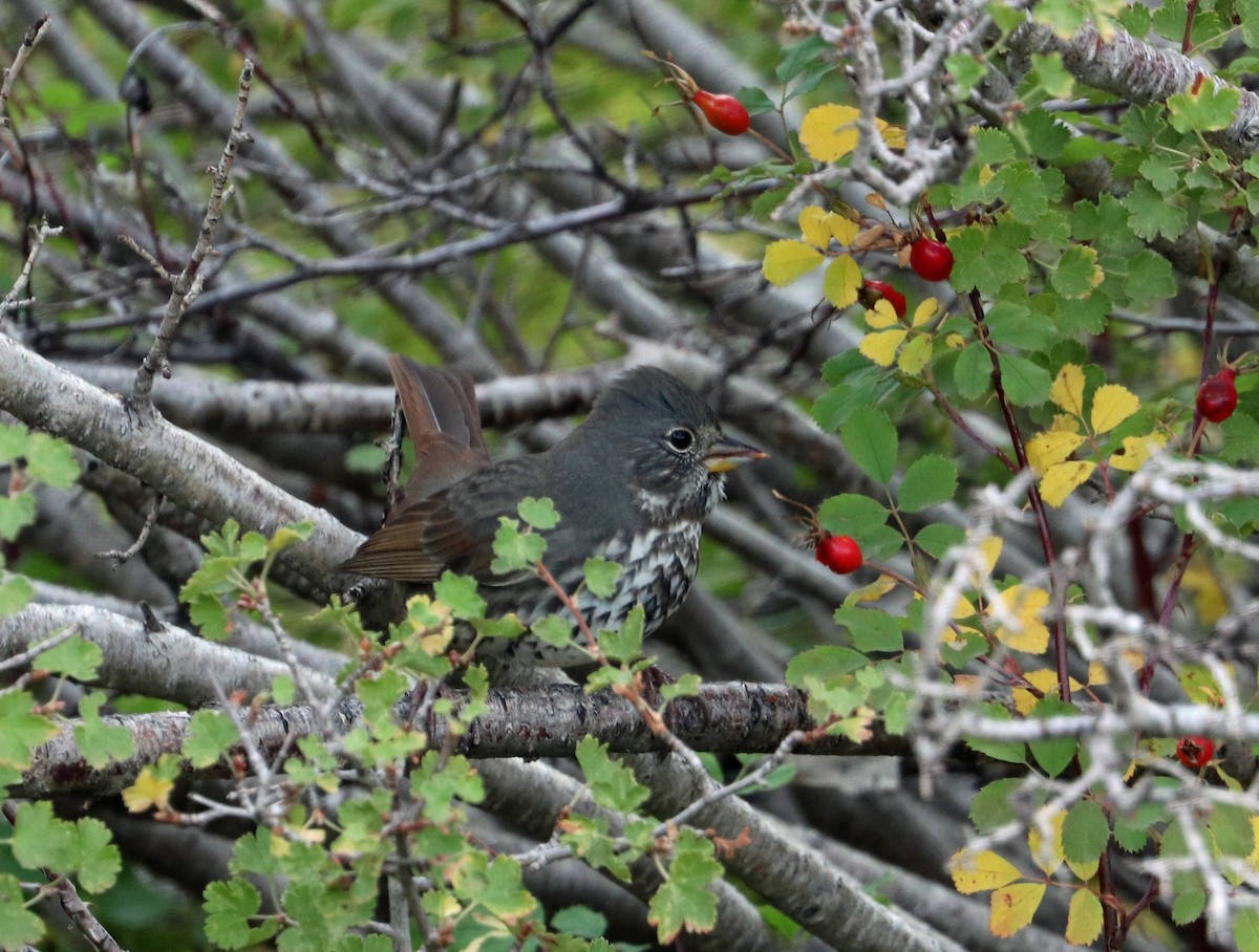 Fox Sparrow (Slate-colored) - ML372417251