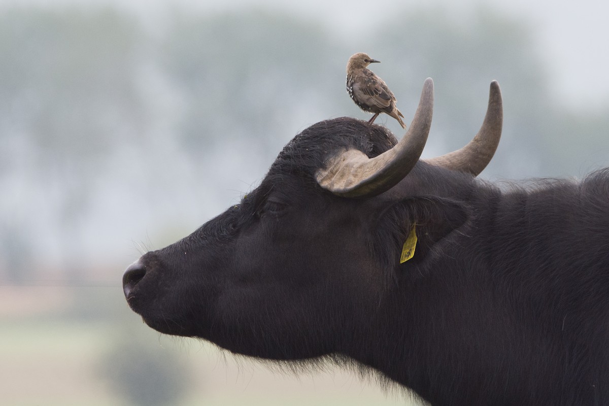 European Starling - Leo Wilhelm