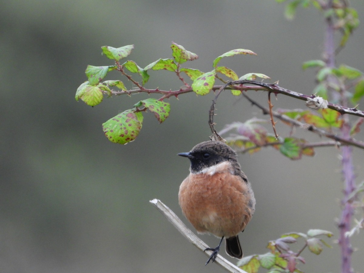 European Stonechat - ML372419181