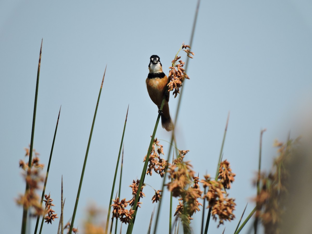 Rusty-collared Seedeater - ML372419551