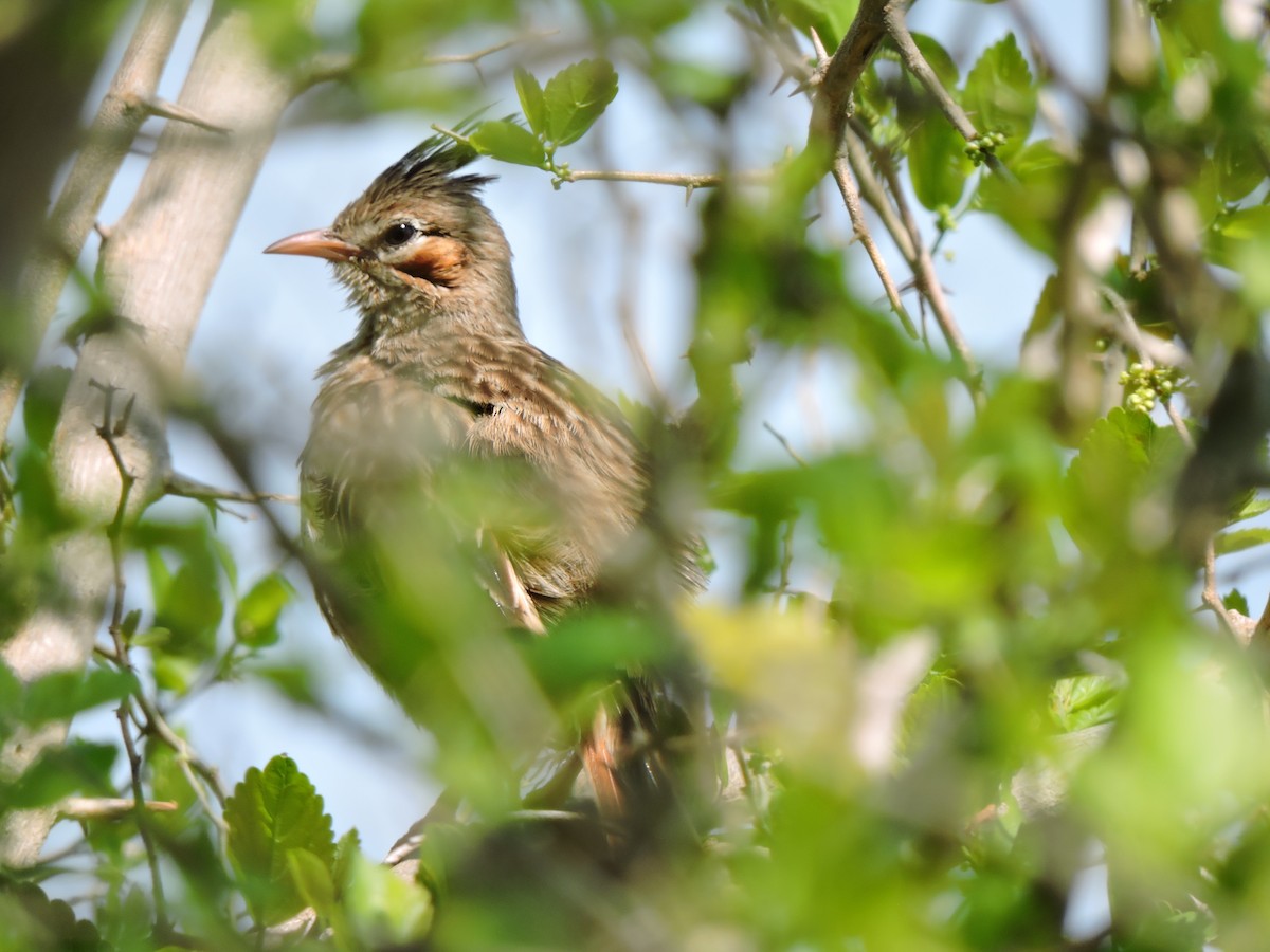 Lark-like Brushrunner - Nelida Esther Ramirez