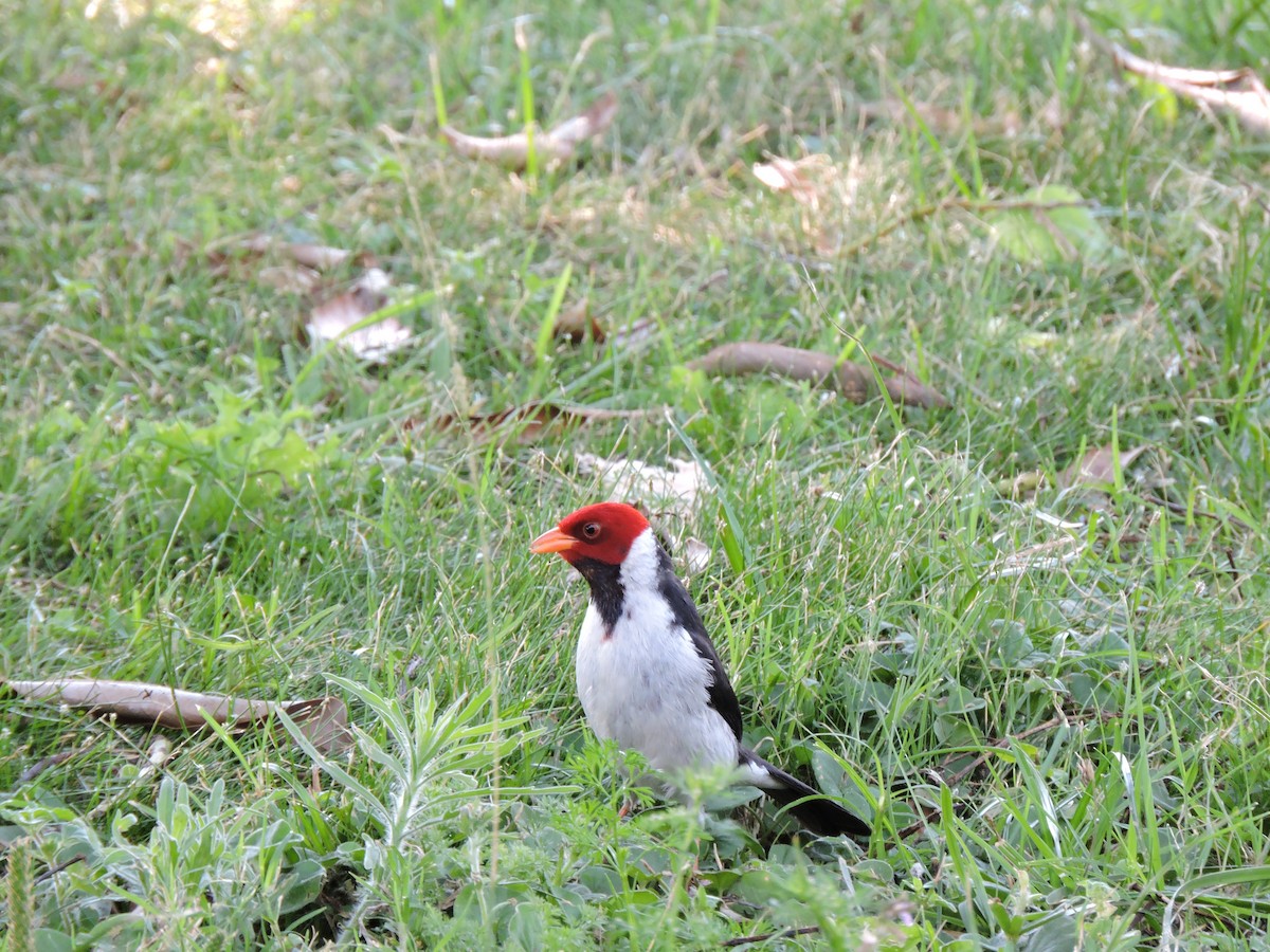 Yellow-billed Cardinal - ML372420871