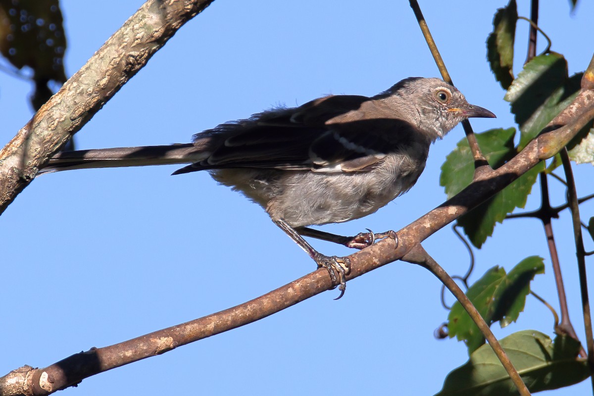 Northern Mockingbird - ML372421561
