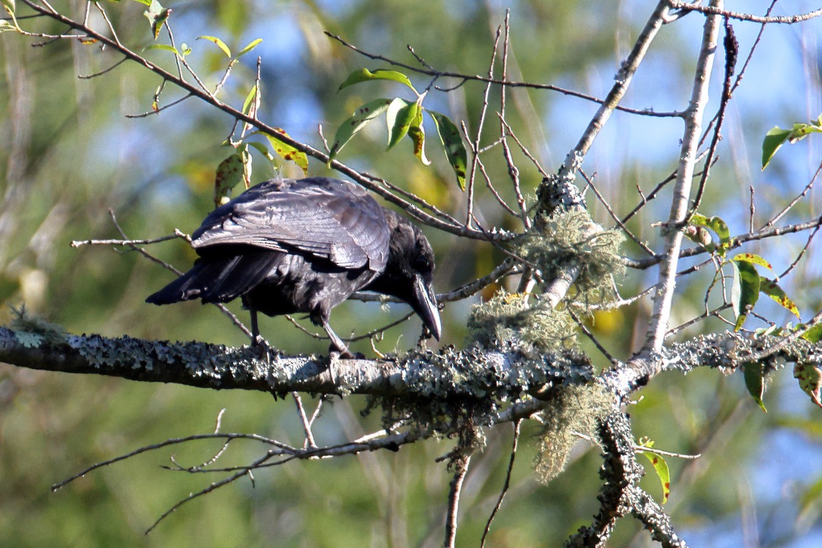 American Crow - ML372421641