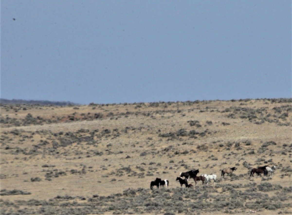 Turkey Vulture - ML372421651