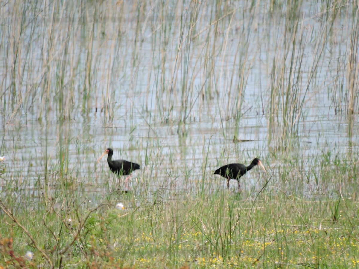 Bare-faced Ibis - ML372421681