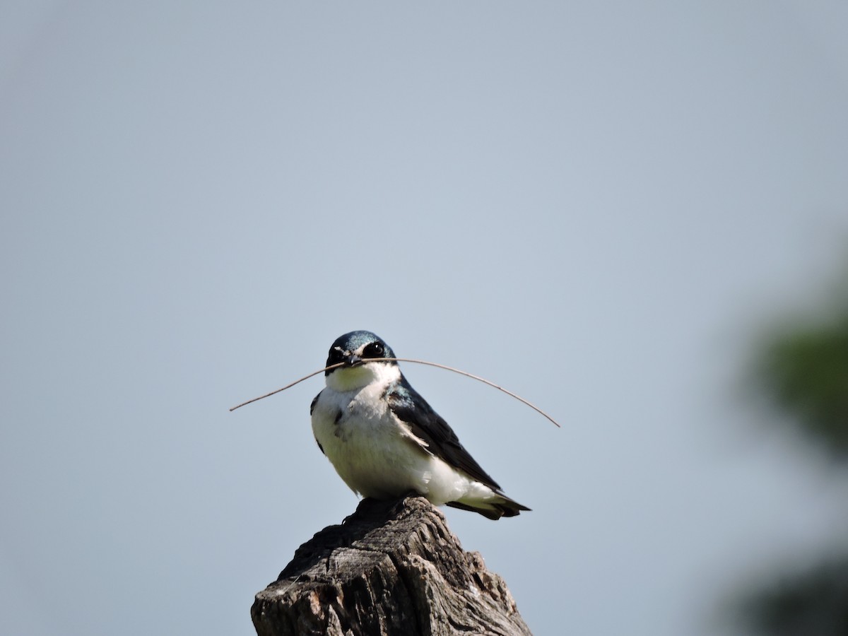 White-rumped Swallow - ML372422441