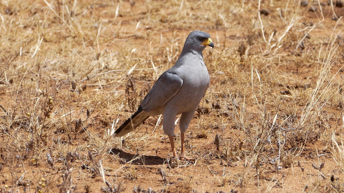 Eastern Chanting-Goshawk - Randall Siebert