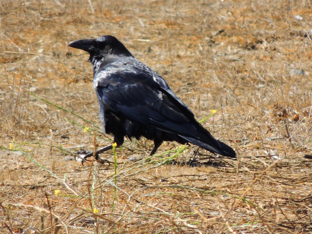 Common Raven - ML372423021