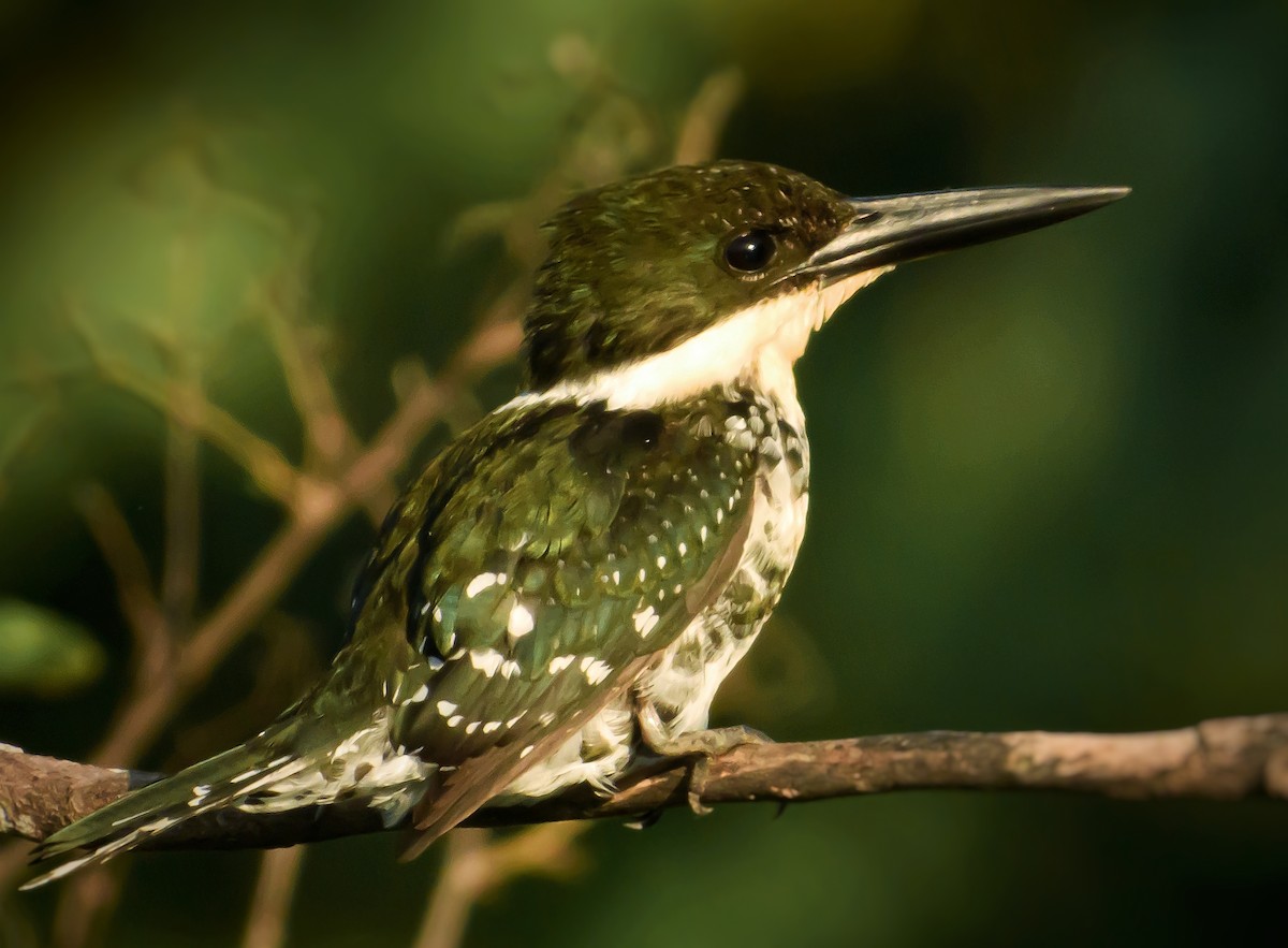 Green Kingfisher - ML372424281