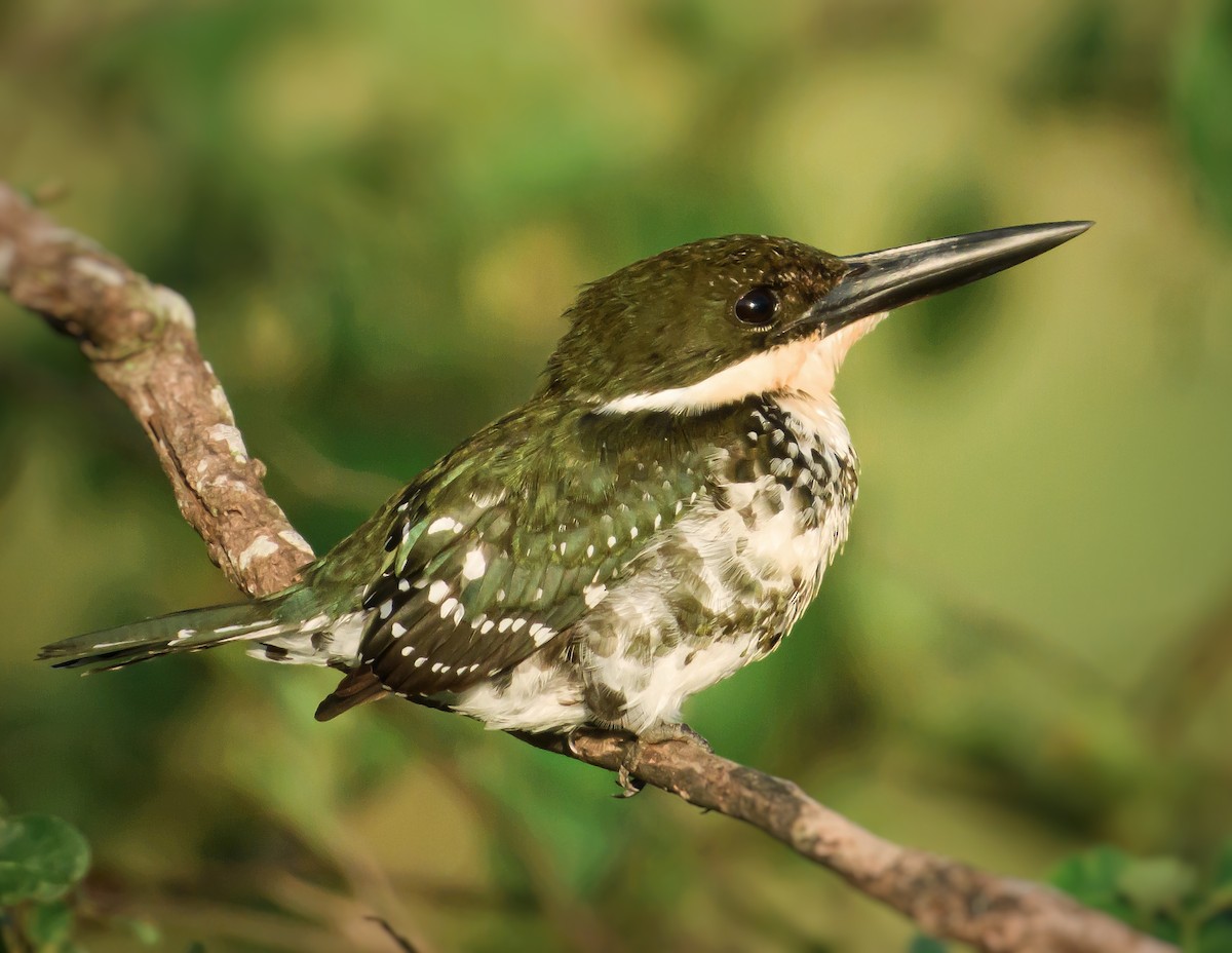 Green Kingfisher - ML372424291