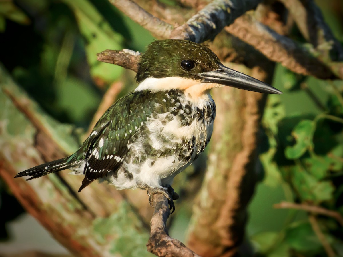 Green Kingfisher - ML372424441